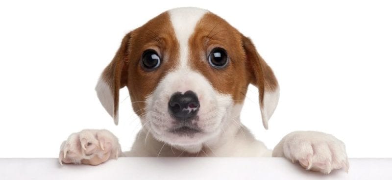 puppy parents in north carolina
