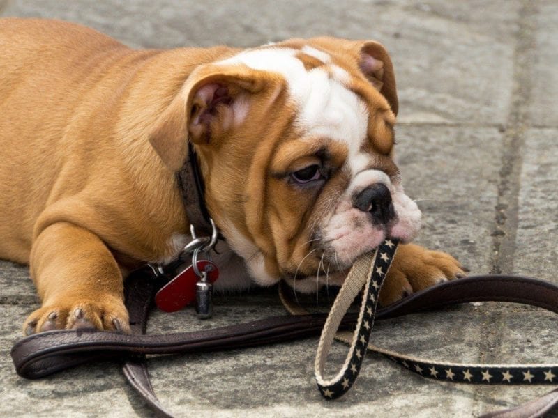 cute bulldog chewing on leash